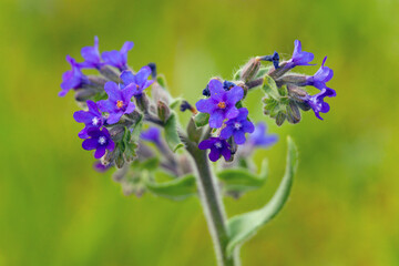Anchusa officinalis