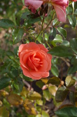 Apricot Flower of Rose in Full Bloom
