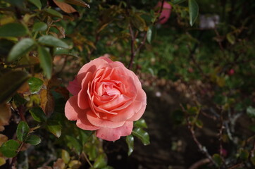Apricot Flower of Rose in Full Bloom
