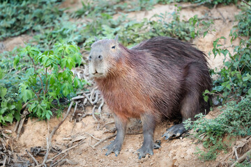 Naklejka na ściany i meble Capybara on a sandy river bank