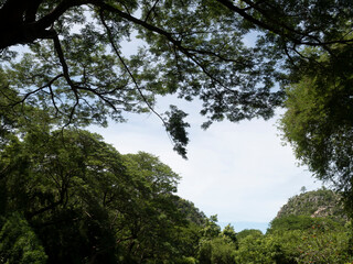 Bottom view of sky, clouds, and trees.