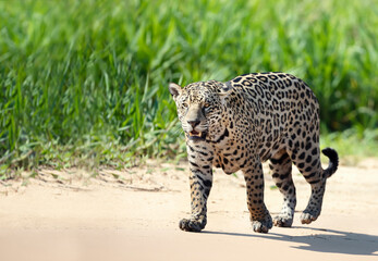 Jaguar walking on sandy coast along a river bank © giedriius