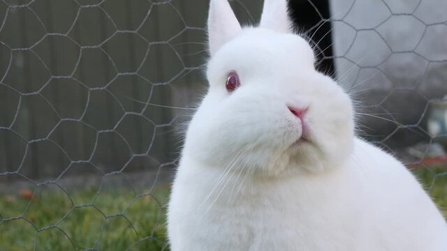 close up of a white rabbit - 4k