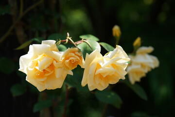 Cream Flower of Rose in Full Bloom
