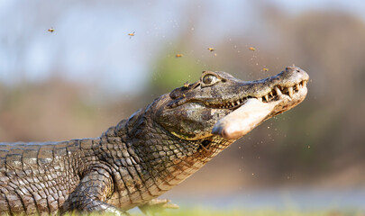 Yacare caiman holding piranha in jaws on a river bank