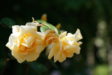 Cream Flower of Rose in Full Bloom
