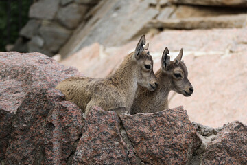 Two little mountain goat children frolic on the rock. Cubs of wild animals.