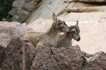 Two little mountain goat children frolic on the rock. Cubs of wild animals.