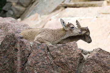 Two little mountain goat children frolic on the rock. Cubs of wild animals.