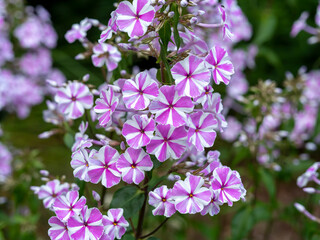 Closeup of pretty pink striped phlox flowers, variety Phlox maculata Nataschia, in a garden