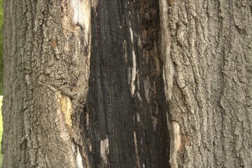 tree struck by lightning