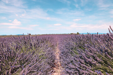 lavender field provence france