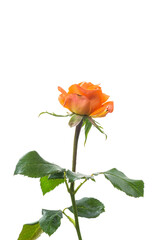 bright orange rose with green leaves, on a white background
