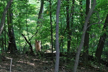 forest in spring