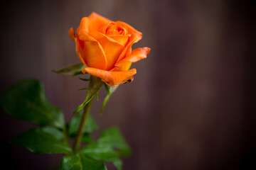 one beautiful orange rose on wooden table