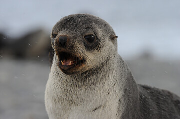 Fur seals are any of nine species of pinnipeds belonging to the subfamily Arctocephalinae