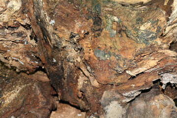 tree bark texture