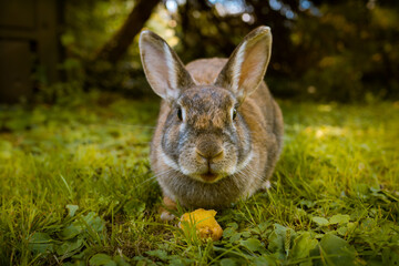 Hase auf grüner Wiese schaut in die Kamera