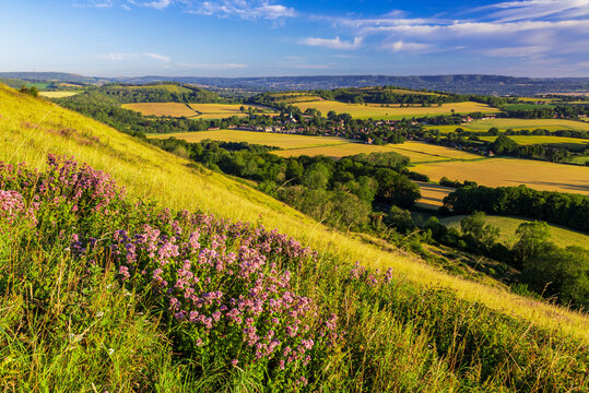 morning has broken over Harting Down in west Sussex south east England with wild marjoram herbs growing on the hillside.