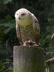 Búho nival observando desde lo alto de un poste.