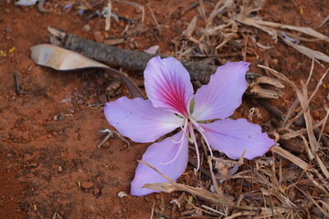 purple and white