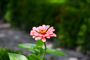 Pink Zinnia Flower Close Up with blurred background