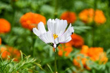 White flower standing out among orange flowers in background