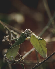 plants in winter