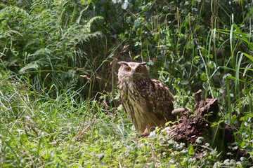 Búho real posado en el suelo y observando entre la hierba.