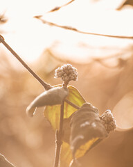 plants in winter