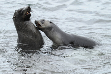 Fur seals are any of nine species of pinnipeds belonging to the subfamily Arctocephalinae