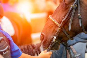 Fototapeta premium Lens flare on close up of Horse Head at the equestrian school