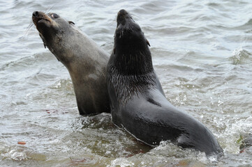 Fur seals are any of nine species of pinnipeds belonging to the subfamily Arctocephalinae