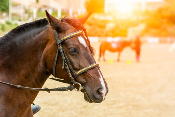 Fototapeta premium Lens flare on close up of Horse Head at the equestrian school