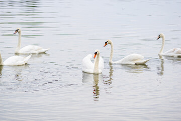 Imagine a group of swans who have decided to form a synchronized swimming troupe in the local pond. Led by Swannette, the diva with the fluffiest plumage, they practice their water 