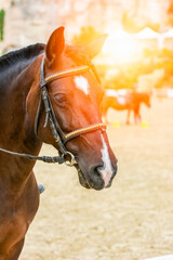 Fototapeta premium Lens flare on close up of Horse Head at the equestrian school