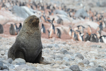 Fur seals are any of nine species of pinnipeds belonging to the subfamily Arctocephalinae