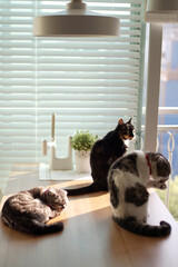 three cats on the table, white,black kitty, odd eye, cute cat, at home with cat
