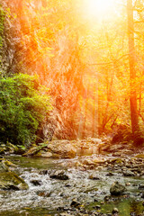 Vertiical View of a River in a forest with lens flare in a hot summer day