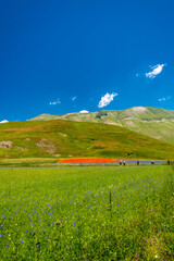Fototapeta premium Blooming of lentil on Castelluccio di Norcia plain