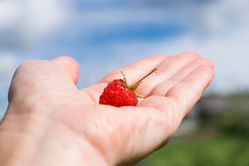 Single raspberry  close up in the palm of hand against a blue sky with clouds.Concept of summer harvest of berries.Copy space for text