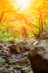 Vertiical View of a River in a forest with lens flare in a hot summer day