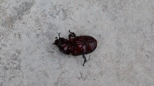 Coconut rhinoceros beetle lie his back and try to turn upside down on cement flooring closeup.