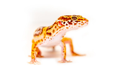 Isolated Eublepharis lizard on a white background. Reptile gecko yellow spotted. Exotic tropical animal.