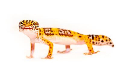 Isolated Eublepharis lizard on a white background. Reptile gecko yellow spotted. Exotic tropical animal.