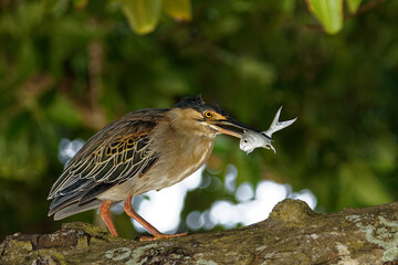 Mangrovereiher tötet erbeuteten Fisch auf einem Stamm