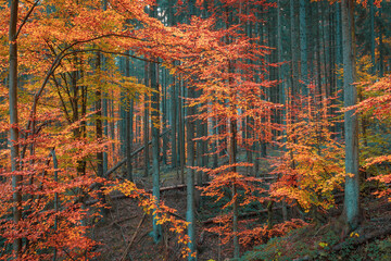 Beautiful autumn forest. Fall colors vibrant nature palette.