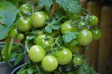 Close-up view of a tomato plant with juicy green unripe tomatos. Homegrown healthy tomatos in the garden. 