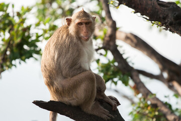 Brown color monkey standing