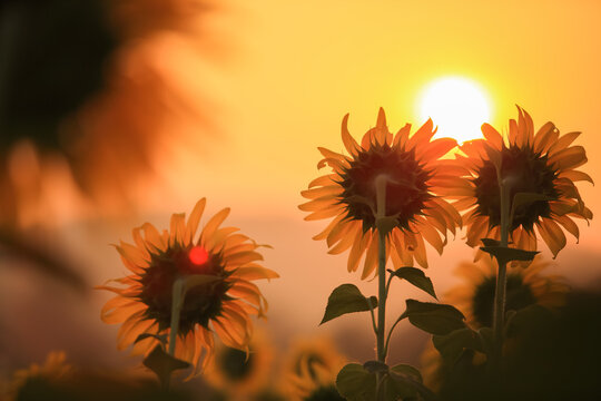 Yellow of sunflowers field at morining time